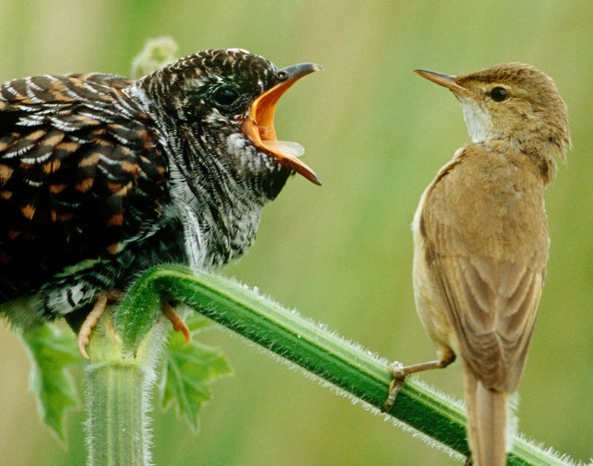 Klimaschutz vs. Biodiversität?